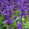 Graines de Sauges - Salvia