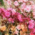 Graines de Lewisia