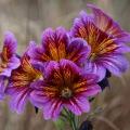 Graines de Salpiglossis