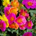 Graines de Pourpiers - Portulaca