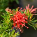 Grevillea - Grévillées