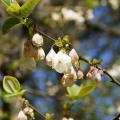 Halesia - Arbres aux cloches d'argent