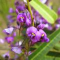 Hardenbergia - Salsepareille australienne