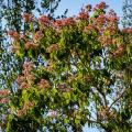 Heptacodium - Arbres aux sept fleurs