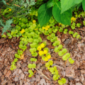 Herbe aux écus et lysimaques couvre-sol