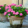 Hortensias pour pots