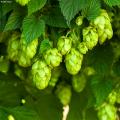 Humulus - Houblons