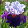 Iris des jardins - Iris germanica