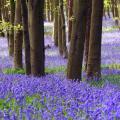 Jacinthes des bois - Hyacinthoides