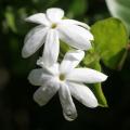 Jasminum - Jasmins