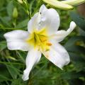 Lis de Paques - Lilium longiflorum