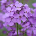 Lunaria - Lunaires