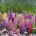 Lupinus - Lupins