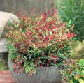 Nandina nains