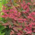 Nandina pourpres