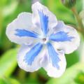 Omphalodes - Petite bourrache