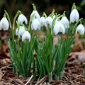 Perce-neige - Galanthus
