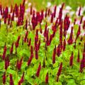 Persicaires - Persicaria