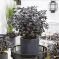 Physocarpus nains pour pots