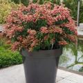 Pieris pour pot