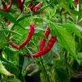 Piments 