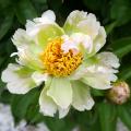Paeonia - Pivoines