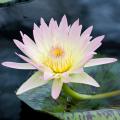 Plantes aquatiques