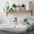 Plantes pour salle de bain 