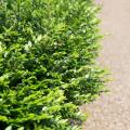 Plantes pour talus
