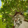 Platanus - Platanes