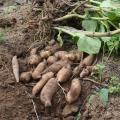 Poire de terre - Yacon