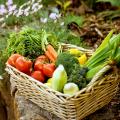 Potager en promotion