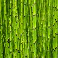 Equisetum - Prêles