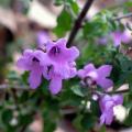 Prostanthera - Menthe australienne