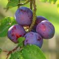 Pruniers Quetsche