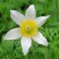 Pulsatilla - Pulsatilles