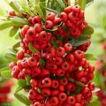 Pyracantha - Buissons ardents
