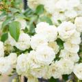 Rosiers grimpants blancs