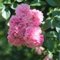 Rosiers grimpants roses