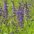 Sauges des prés - Salvia pratensis