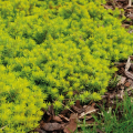Sedums couvre-sol