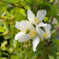 Philadelphus - Seringats