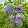 Solanum - Morelles, Gentianes en arbre