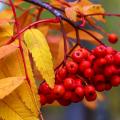 Sorbus - Sorbiers