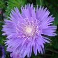 Stokesia - Bleuets d'Amérique