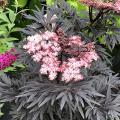 Sambucus - Sureaux