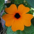 Thunbergia - Suzannes