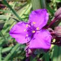 Tradescantia - Ephémère de Virginie