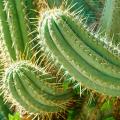 Trichocereus - Cactus