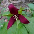 Trillium - Trilles